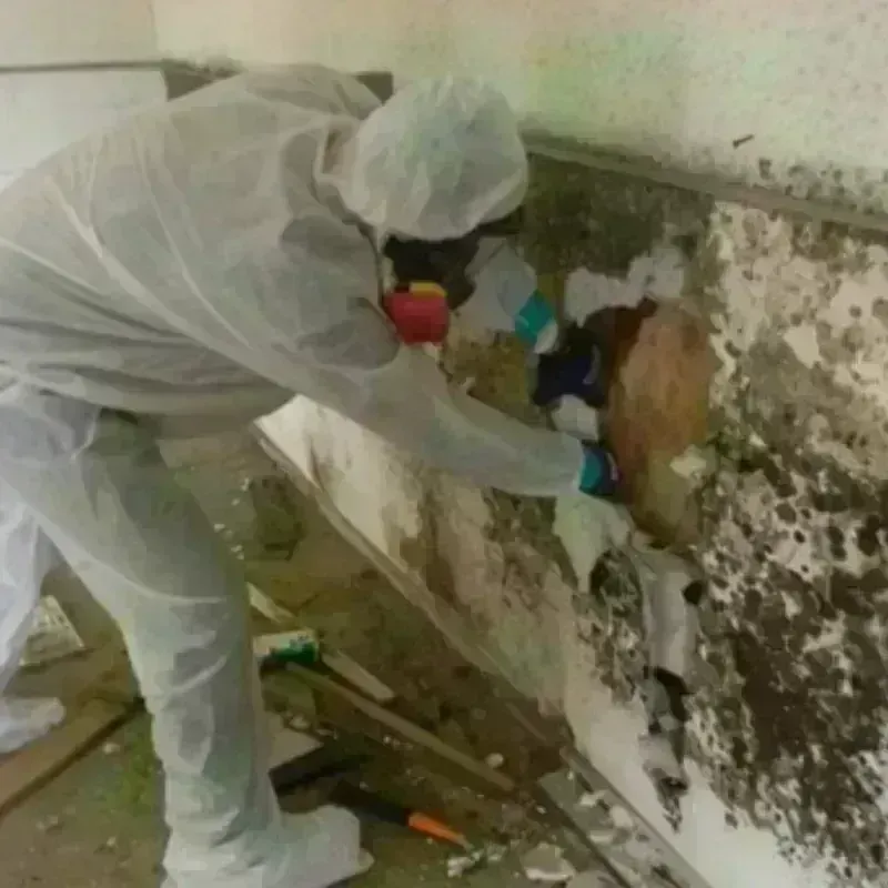 Mold Remediation and Removal in Calhoun City, MS